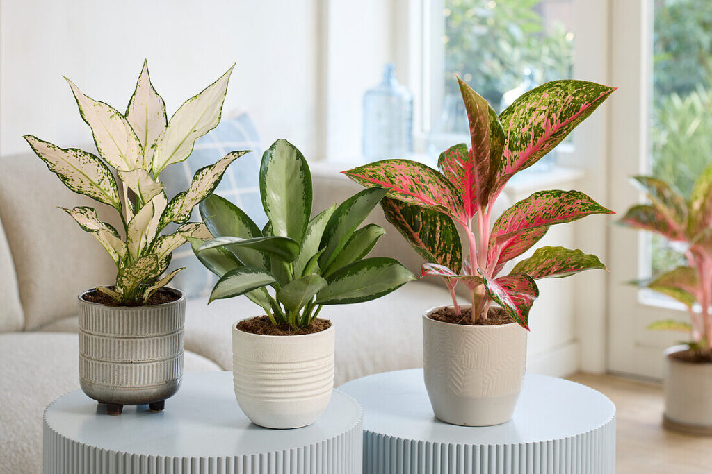 Aglaonema Lychee Red, Silberblau und Vanilla Baby