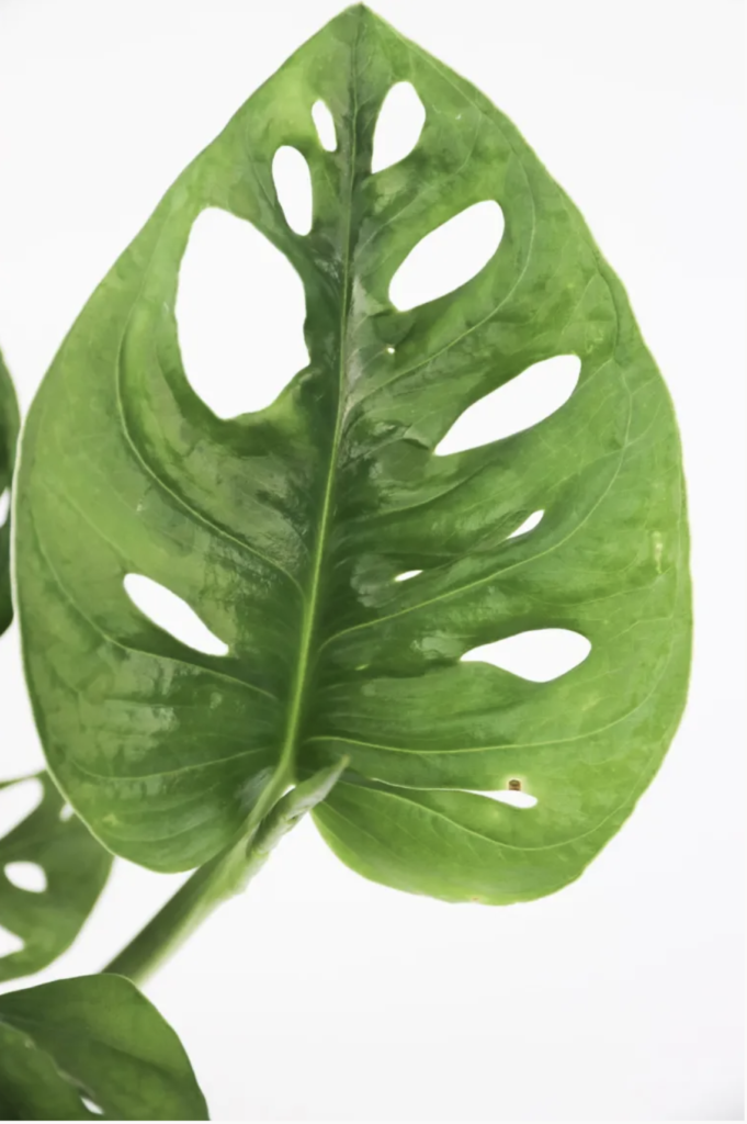 Monstera Monkey Mask