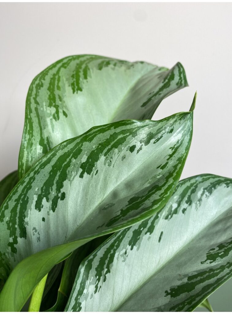 Aglaonema Silver Bay