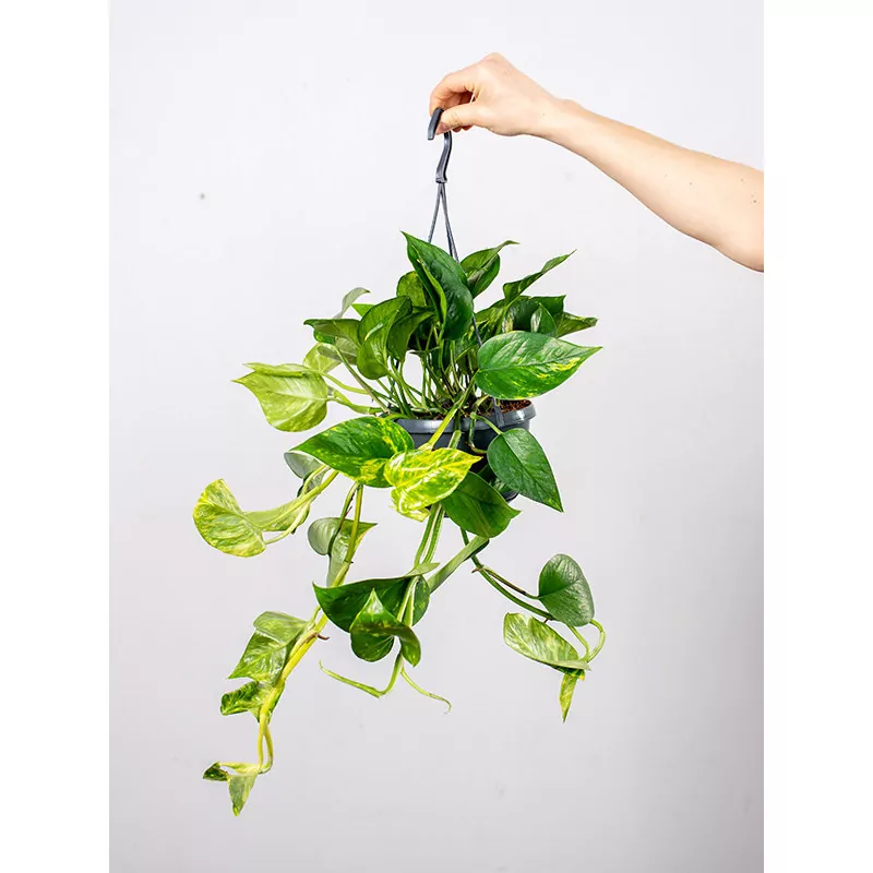 epipremnum golden pothos